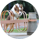 Estella L (Mason the aussie)