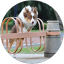 Estella L (Mason the aussie)